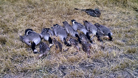 goose hunting canada