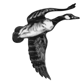 Canada goose bird hunting packages — Ace Outfitting Inc. – Ace Outfitting Inc.
