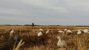 Canada goose bird hunting packages — Ace Outfitting Inc. – Ace Outfitting Inc.
